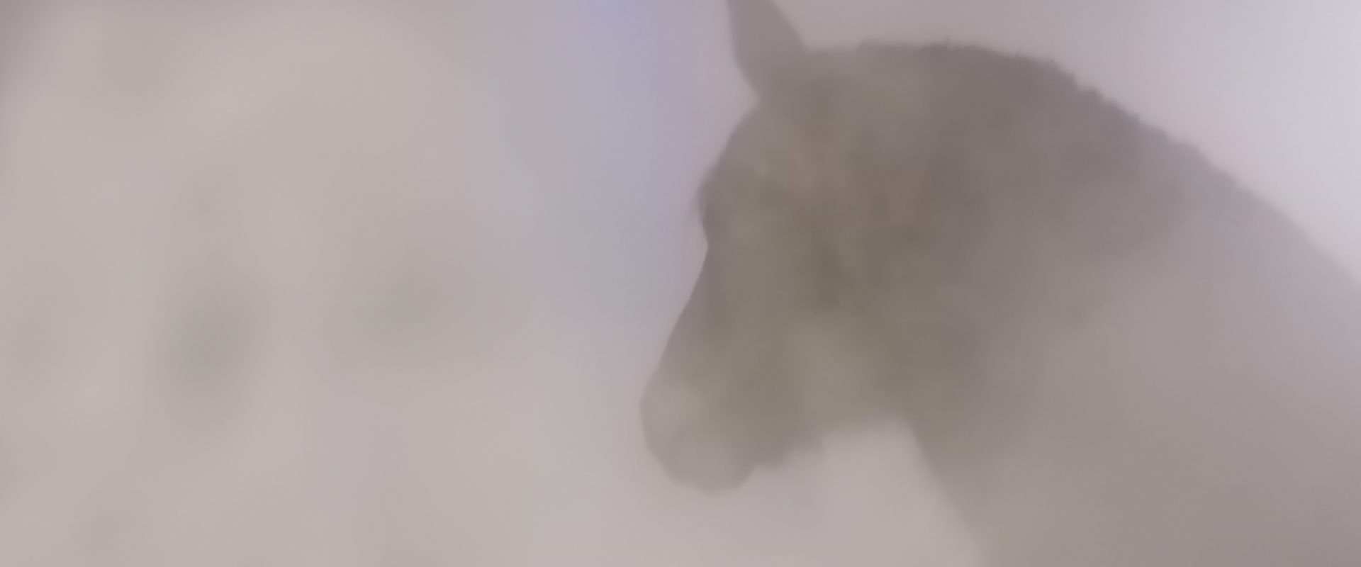 Pferdeinhalation, Pferdeinhalatoren, Inhalatoren für Pferde bei Husten