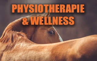 Physiotherapie und Wellness fürs Pferd